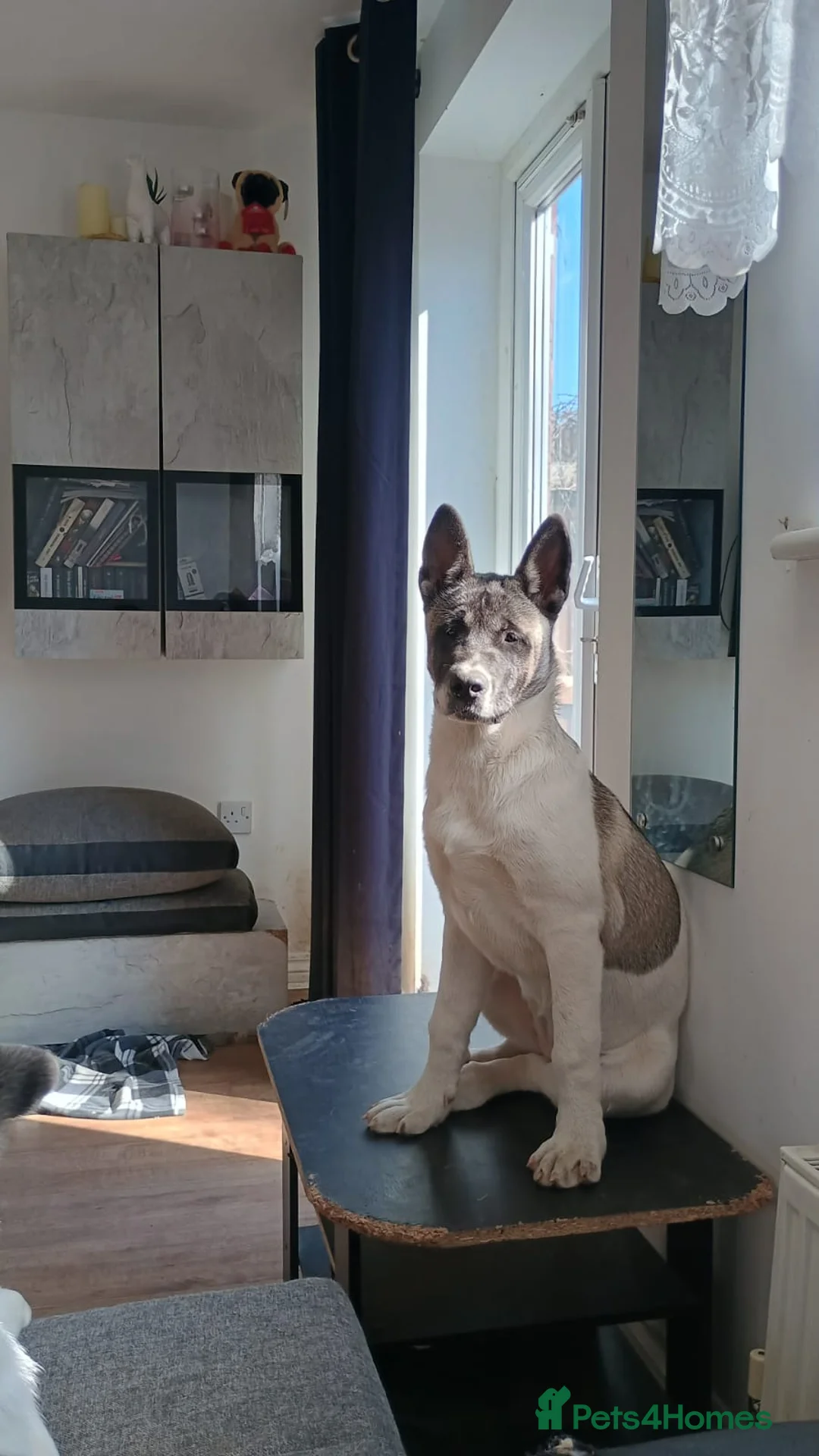 Akita dogs for sale: American Akita girl for sale -Read the description - Advert 1