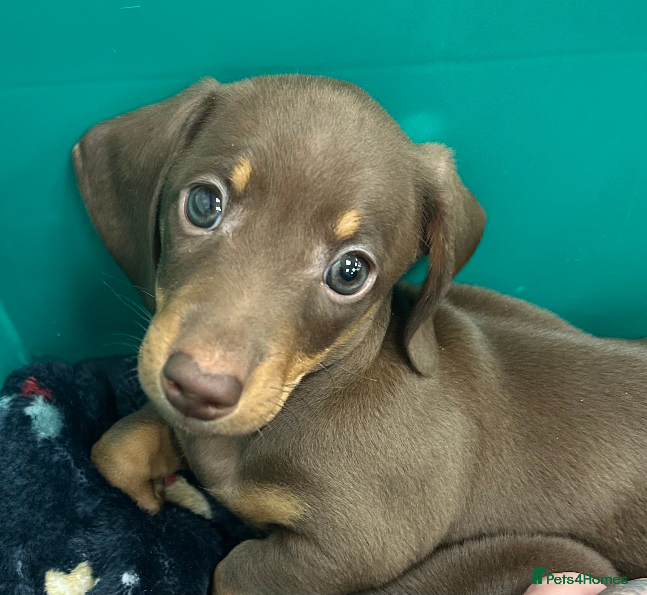 Miniature Dachshund dogs  LAST CHOC AND TAN BOY. READY NOW  in South Ockendon - Advert 9