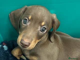 Miniature Dachshund dogs LAST CHOC AND TAN BOY. READY NOW in South Ockendon - Advert 15