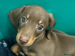 Miniature Dachshund dogs LAST CHOC AND TAN BOY. READY NOW in South Ockendon - Advert 15