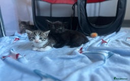 Domestic Shorthair cats for sale: 3 beautiful kittens  - Image 7