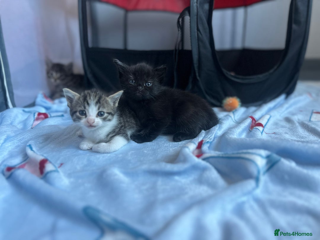 Domestic Shorthair cats for sale: 3 beautiful kittens  - Image 7