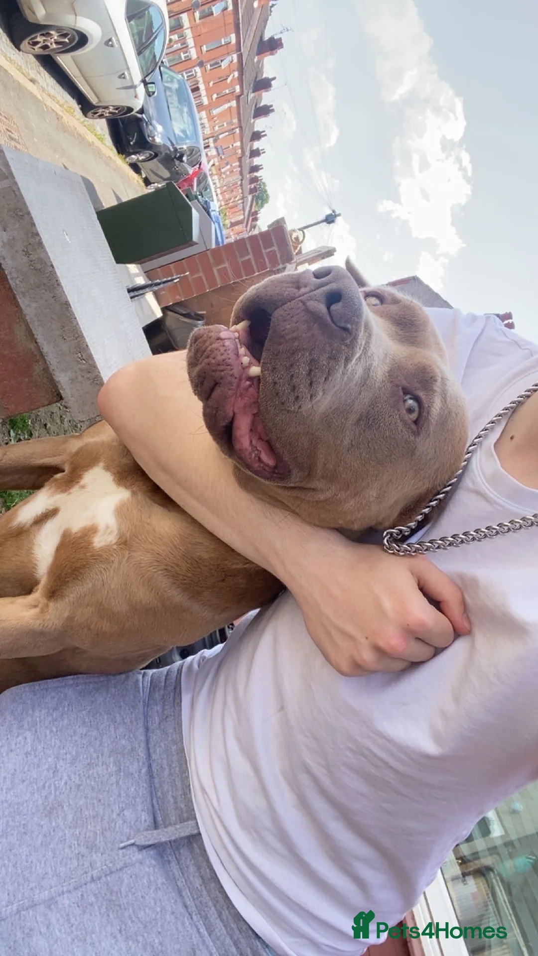 Mixed Breed dogs for sale: Presa canario cross  - Advert 2