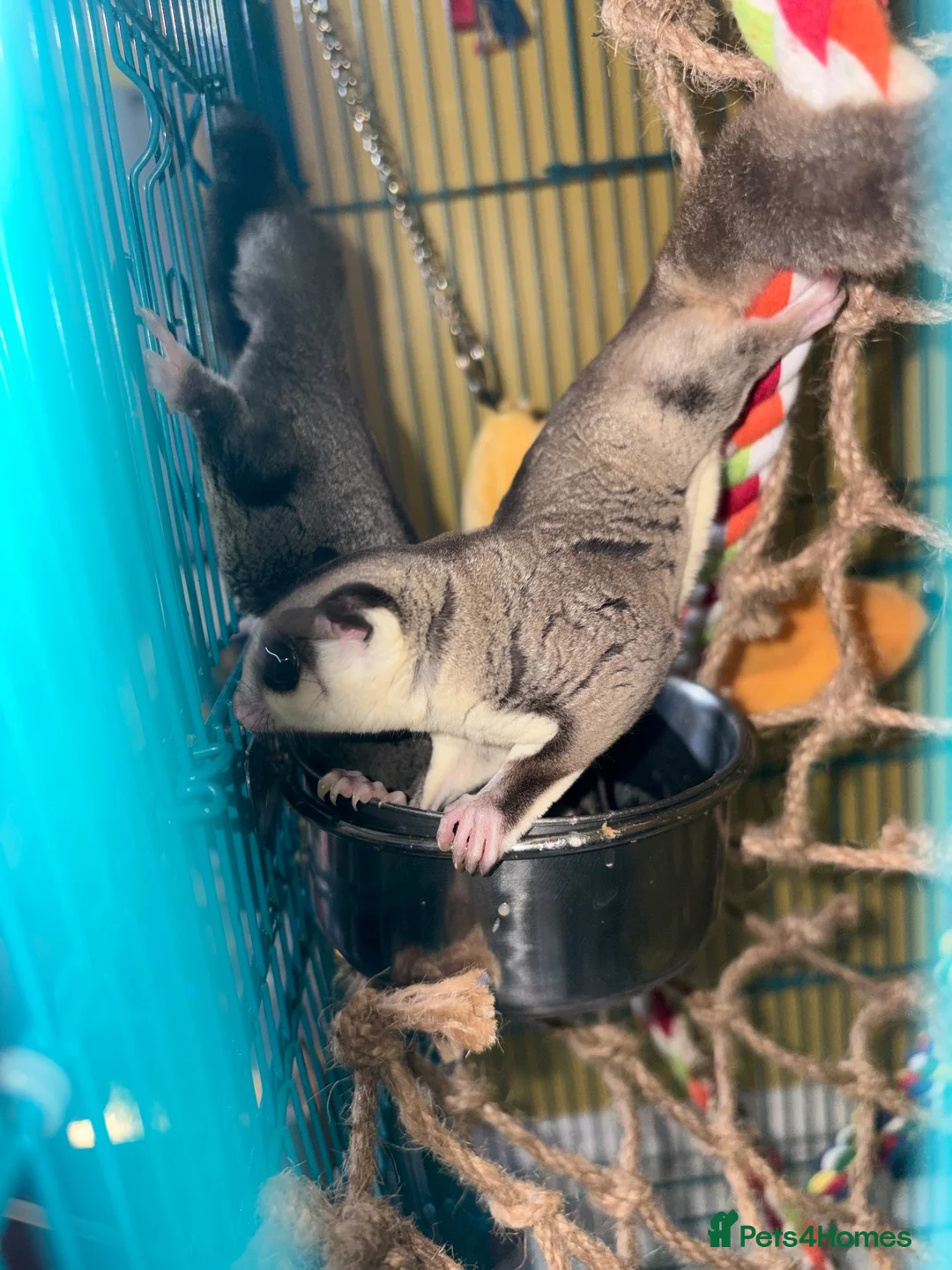 Sugar Glider rodents for sale: Sugar gliders  - Advert 2