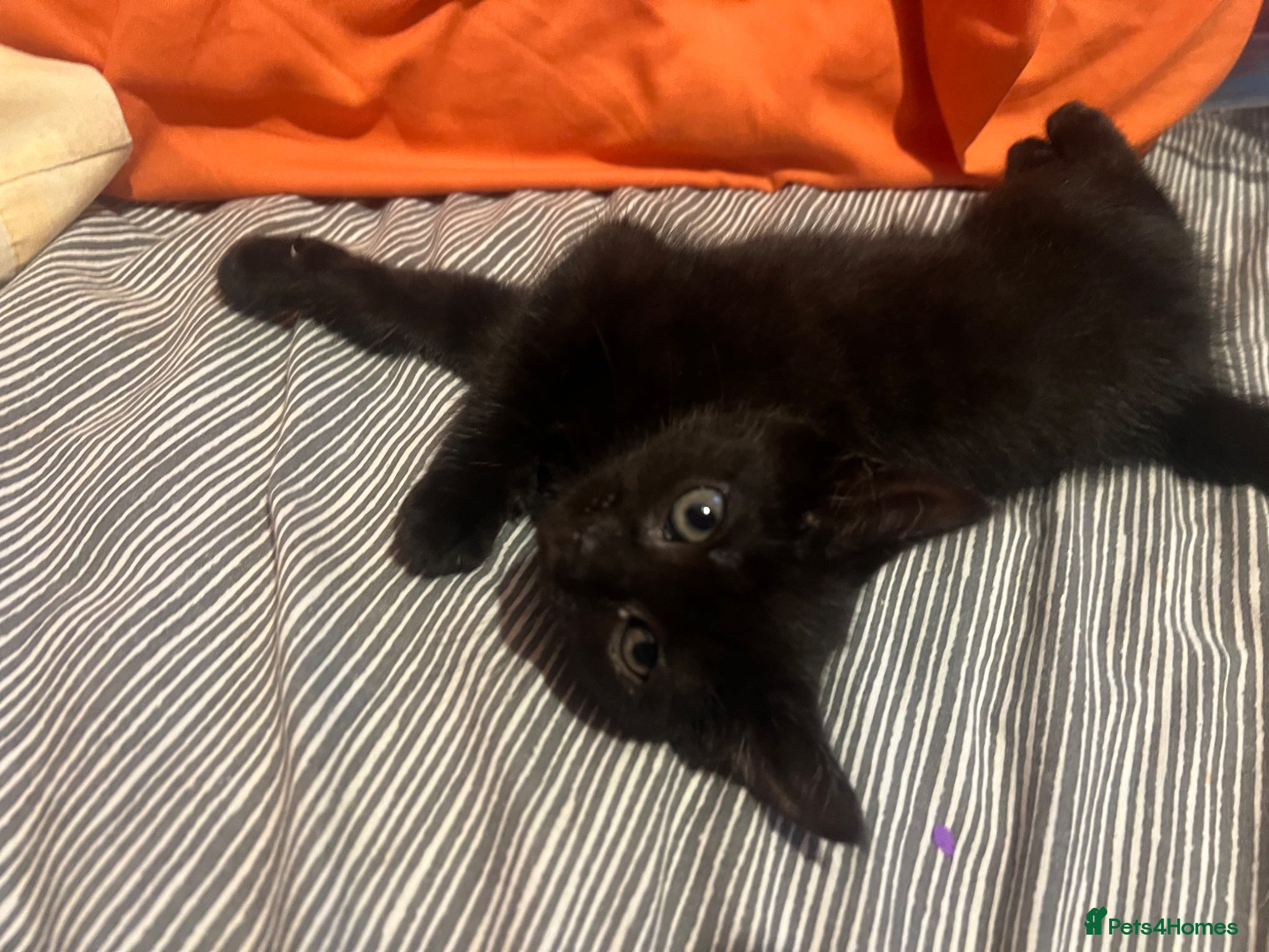 Mixed Breed cats Rescue Kitten despite for 4evehome - Advert 1