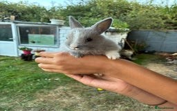 Netherland Dwarf rabbits for sale: Gorgeous Netherland dwarf bunnies  - Image 14