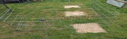 Mini Lop rabbits for sale: Mini lop rabbits  in Yeovil - Advert 5