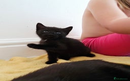 Mixed Breed cats for sale: Black kittens  - Image 8