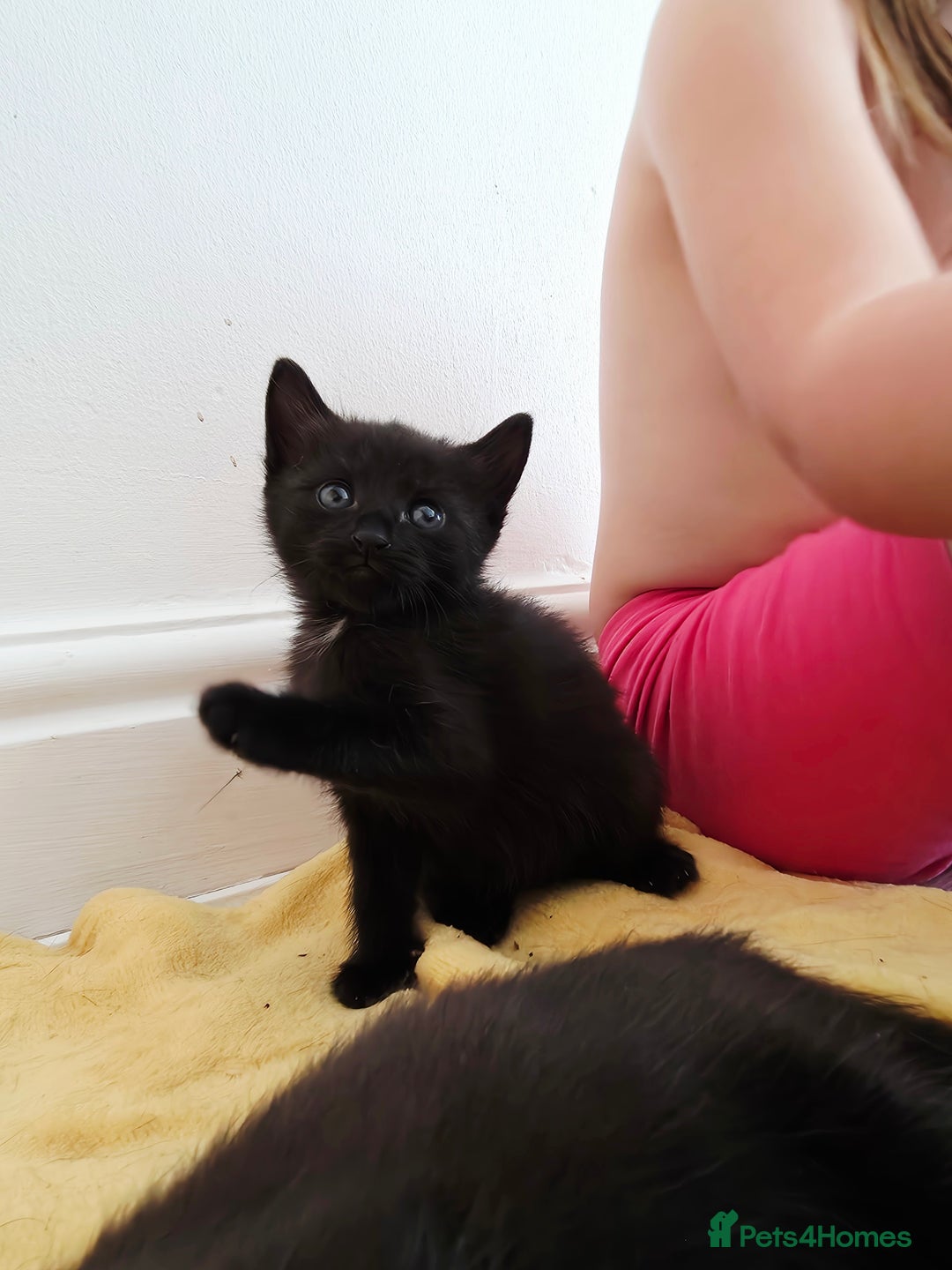 Mixed Breed cats for sale: Black kittens  - Image 8