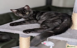 Selkirk Rex cats for sale: 😻 Stunning Selkirk Rex Mix Kittens 😻 - Image 6
