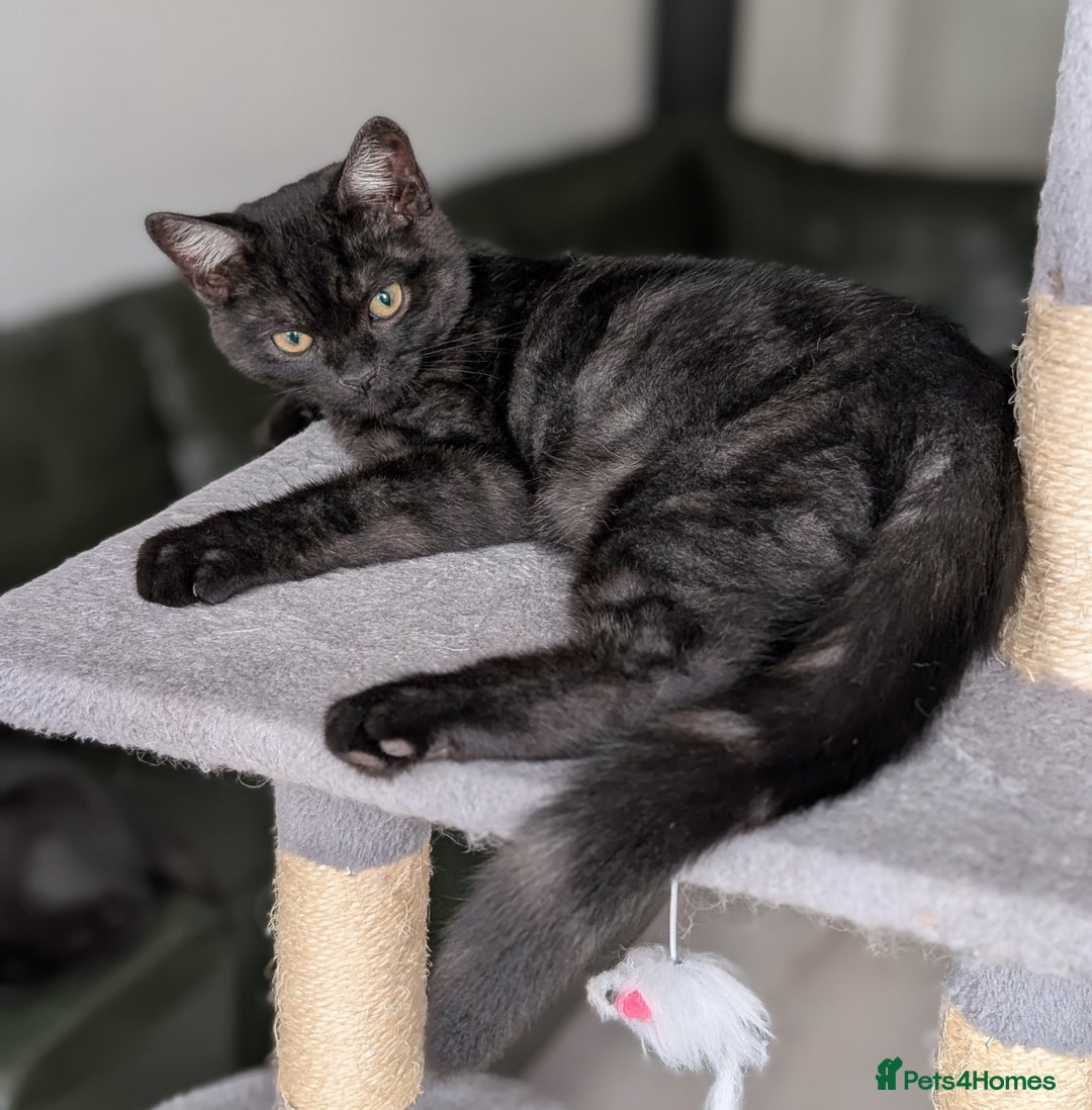 Selkirk Rex cats for sale: 😻 Stunning Selkirk Rex Mix Kittens 😻 - Image 6