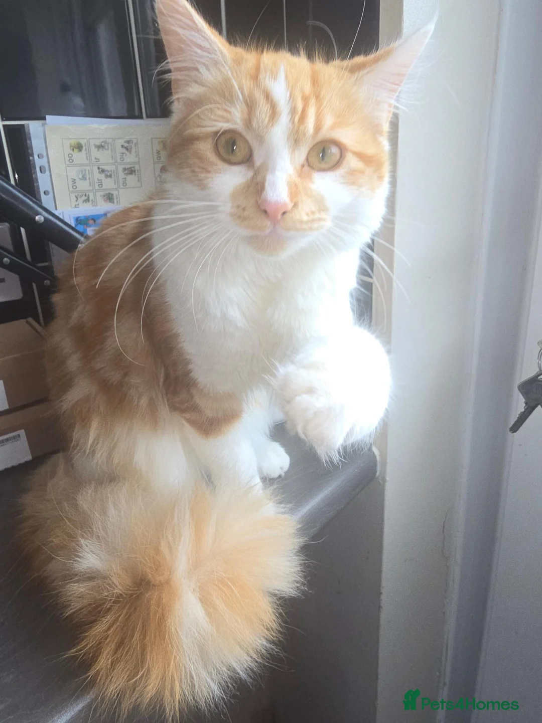 British Longhair cats for sale: Meet Kaya - Advert 13