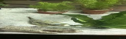 Pufferfish fish for sale: Fahaka puffer fish  - Advert 2