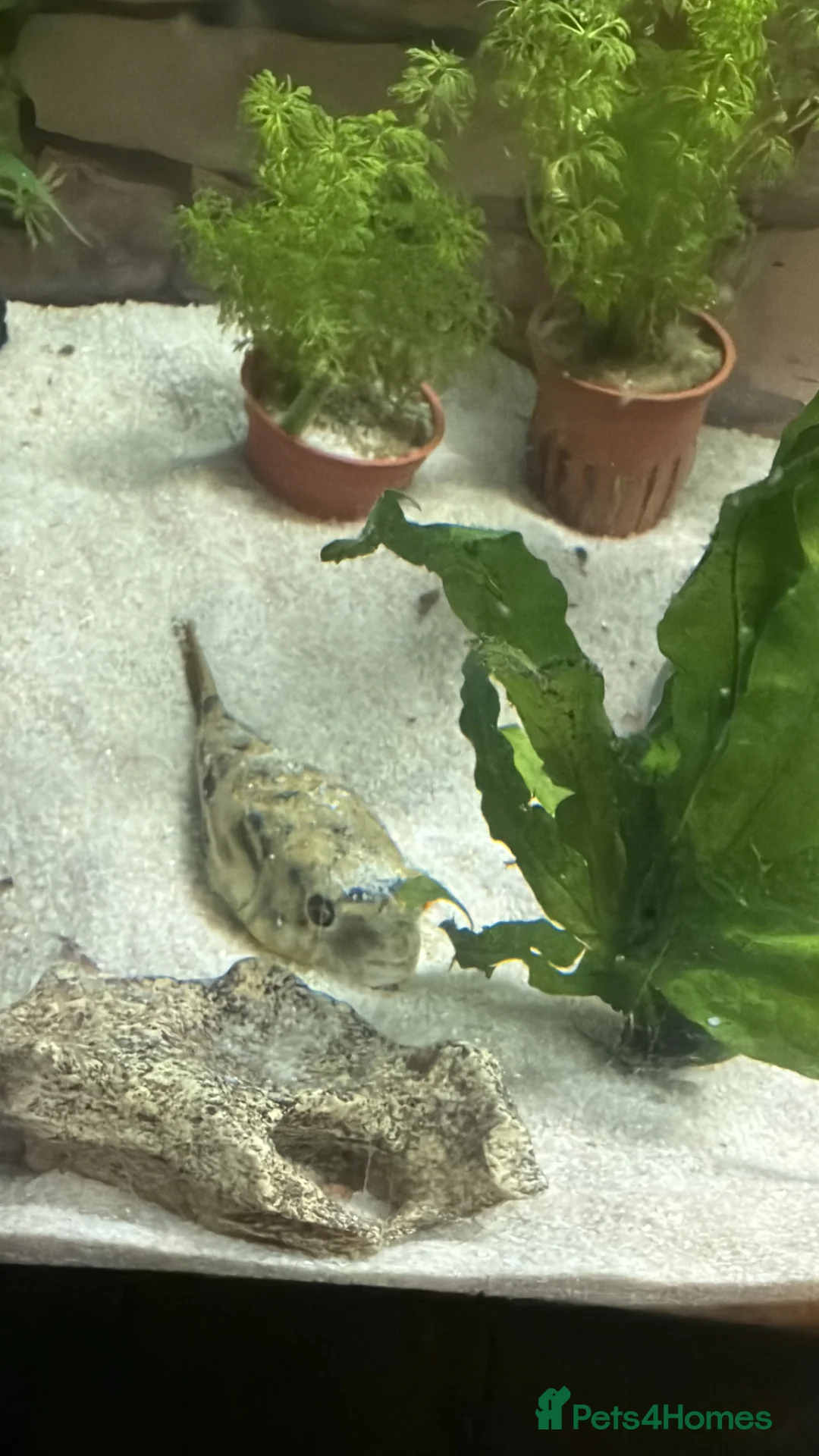 Pufferfish fish for sale: Fahaka puffer fish  - Advert 2