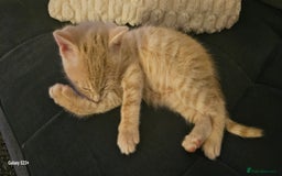 Mixed Breed cats for sale: 5 Bengal x Kittens–Glitter Coats,Beautiful Colours - Advert 21