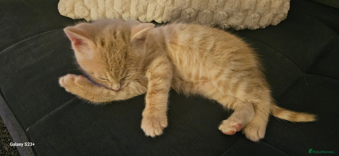 Mixed Breed cats for sale: 5 Bengal x Kittens–Glitter Coats,Beautiful Colours - Advert 21