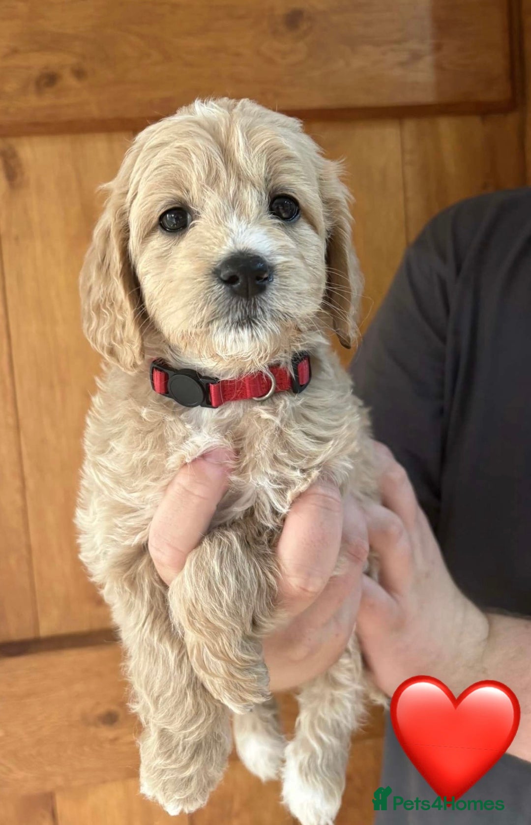Mixed Breed dogs for sale: 8 Gorgeous Golden doodles  - Image 9