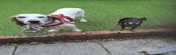 Mixed Breed dogs for adoption: Cora - lovely Sabueso Hound for adoption in Southampton - Advert 12
