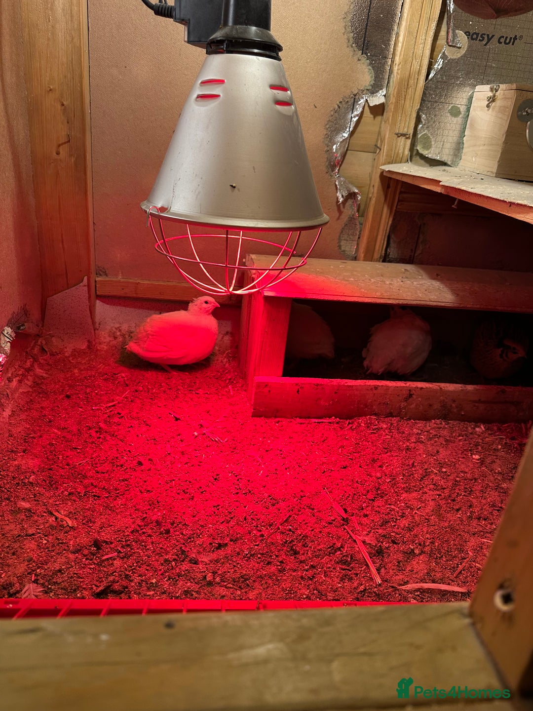 Mixed Breed birds for sale: ENGLISH WHITE QUAIL - Advert 5