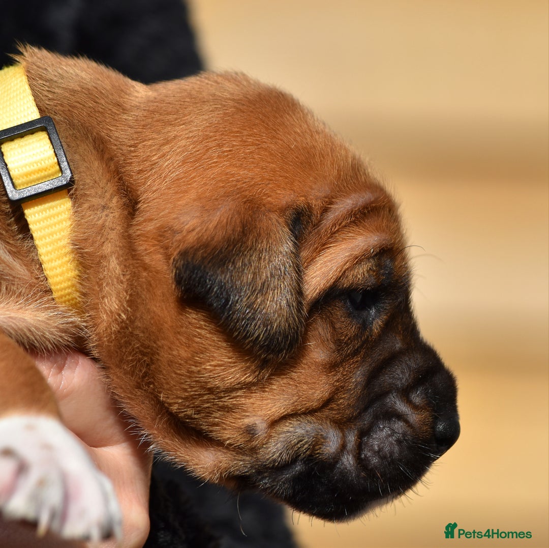 Belgian Shepherd Dog dogs for sale: Bullherders top working lines  - Image 20