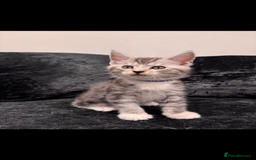 Mixed Breed cats for sale: Maine coon / Tabby kittens - Image 3