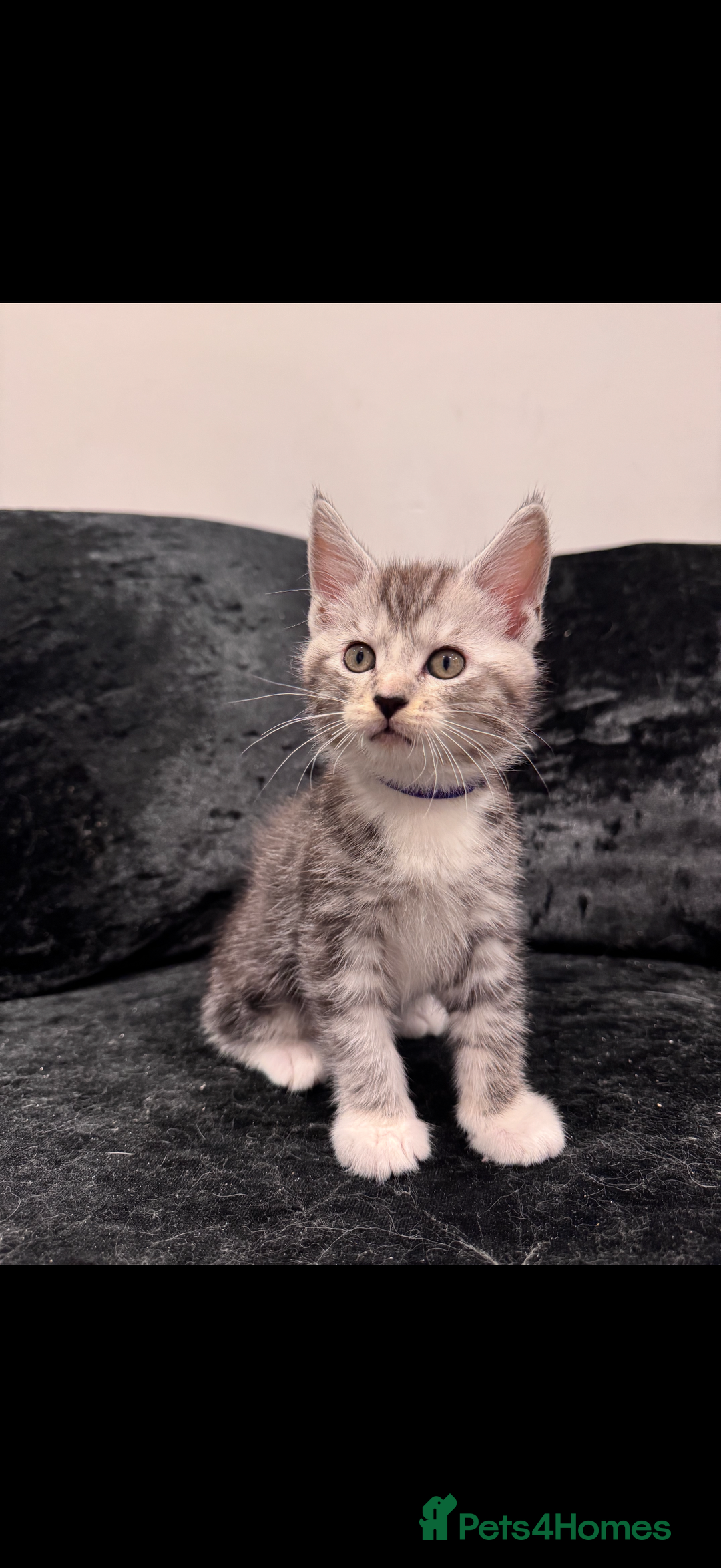 Mixed Breed cats for sale: Maine coon / Tabby kittens - Image 3