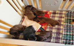 Field Spaniel dogs for sale: Field Spaniel Puppies for Sale – Lovable & Ready! - Image 5