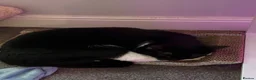 British Longhair cats for sale: Cat for re homing - Alan - Advert 2