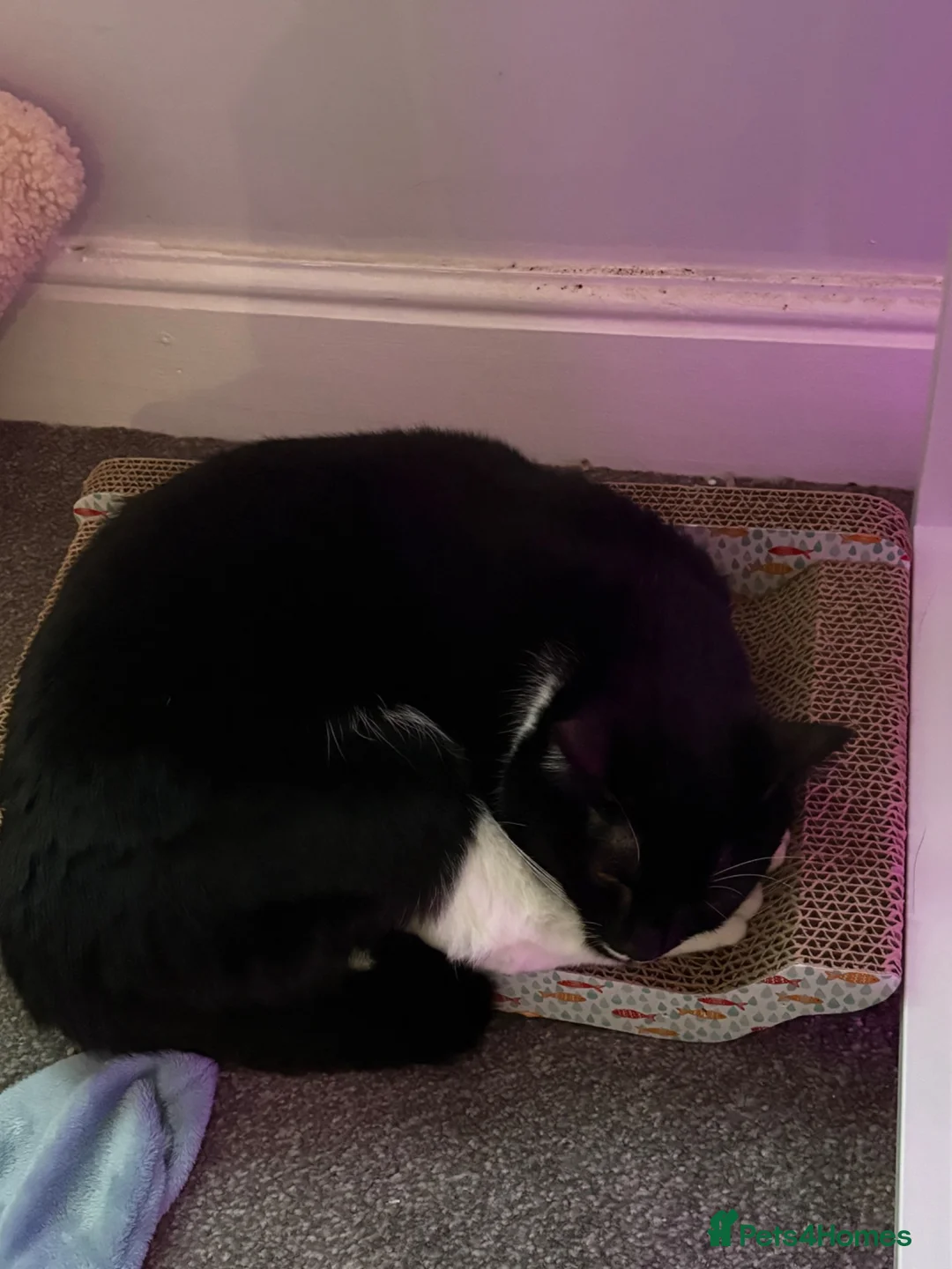 British Longhair cats for sale: Cat for re homing - Alan - Advert 2