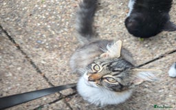 Persian cats for sale: Kitten for adoption free  - Image 1