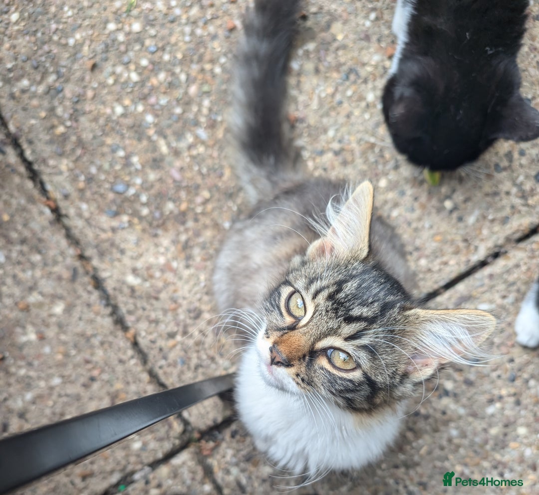 Persian cats for sale: Kitten for adoption free  - Image 1
