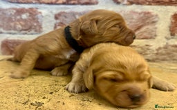 Cockapoo dogs for sale: F1 cockapoos  - Image 4