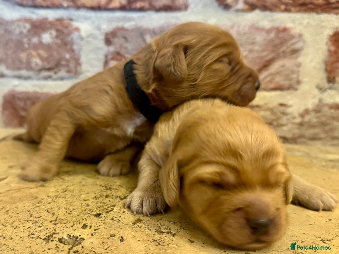 Cockapoo dogs for sale: F1 cockapoos  - Image 4