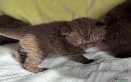 British Shorthair cats for sale: 🇬🇧✅BSH chocolate boys ⭐️GCCF💎last 2 left 🍩 - Image 10