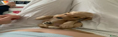Rosie