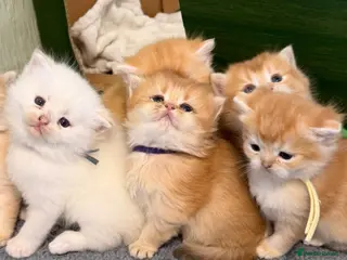 British Shorthair cats TOCA registered gorgeous British Shorthair Kittens - Advert 1