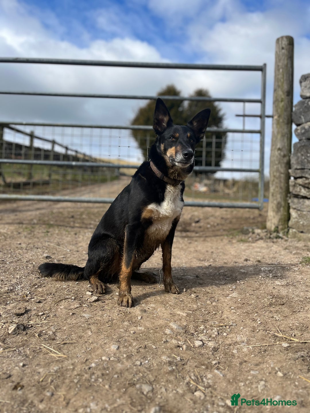 Border Collie dogs for sale: 🖤🤎2 Tri colour collies! 🖤🤎 - Advert 7