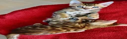 Bengal cats for sale: Beautiful Bengal kitten, one girl available - Advert 8