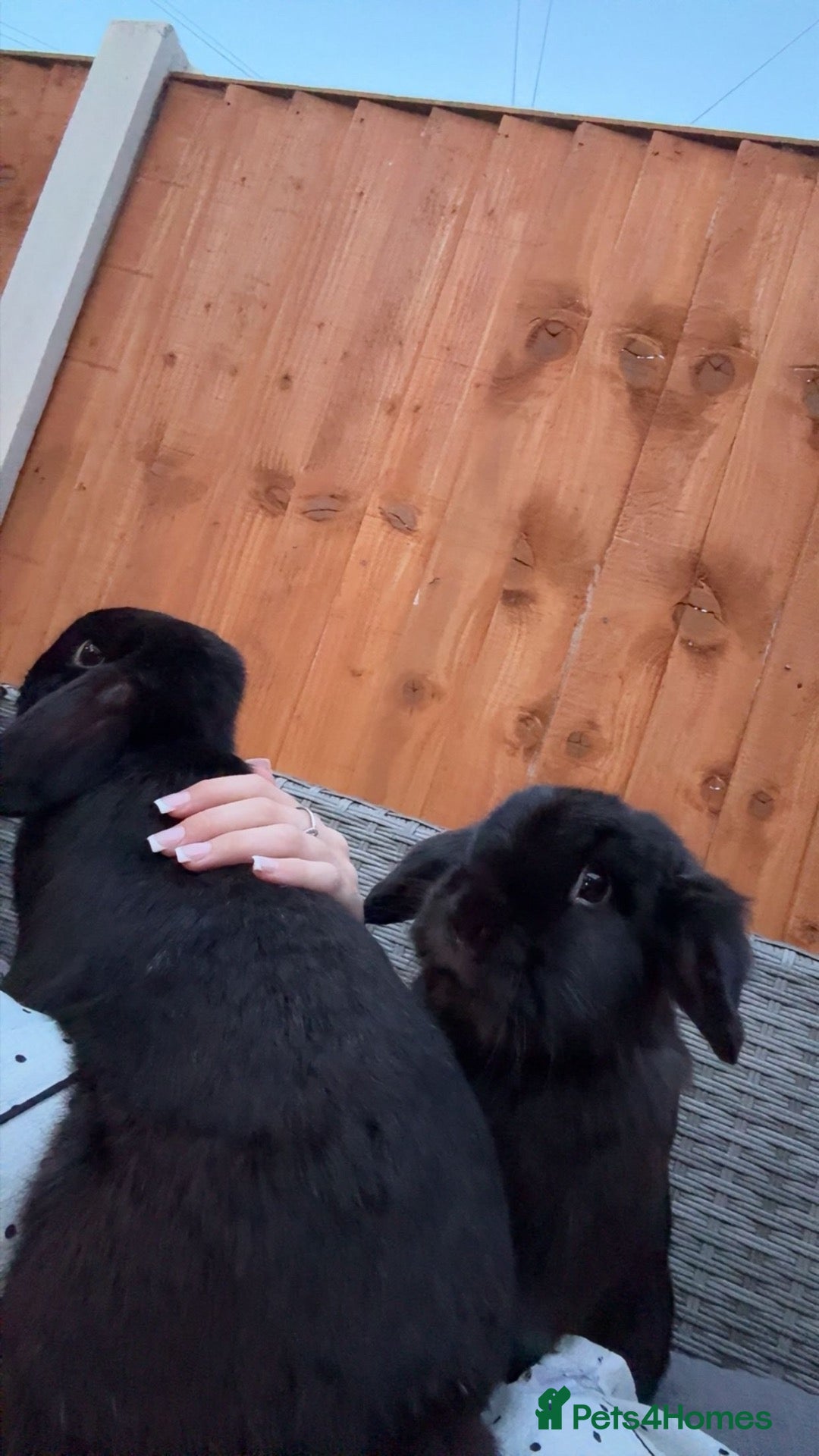 Mini Lop rabbits 2mini lop boys  - Advert 3