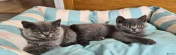 British Shorthair cats for sale:  🐾🎀 BSH 🎀🐾 GCCF/Fully vaccinated - Advert 10