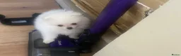 Pomeranian dogs for sale: Beautiful Pomeranian puppies ready to leave now  - Advert 10
