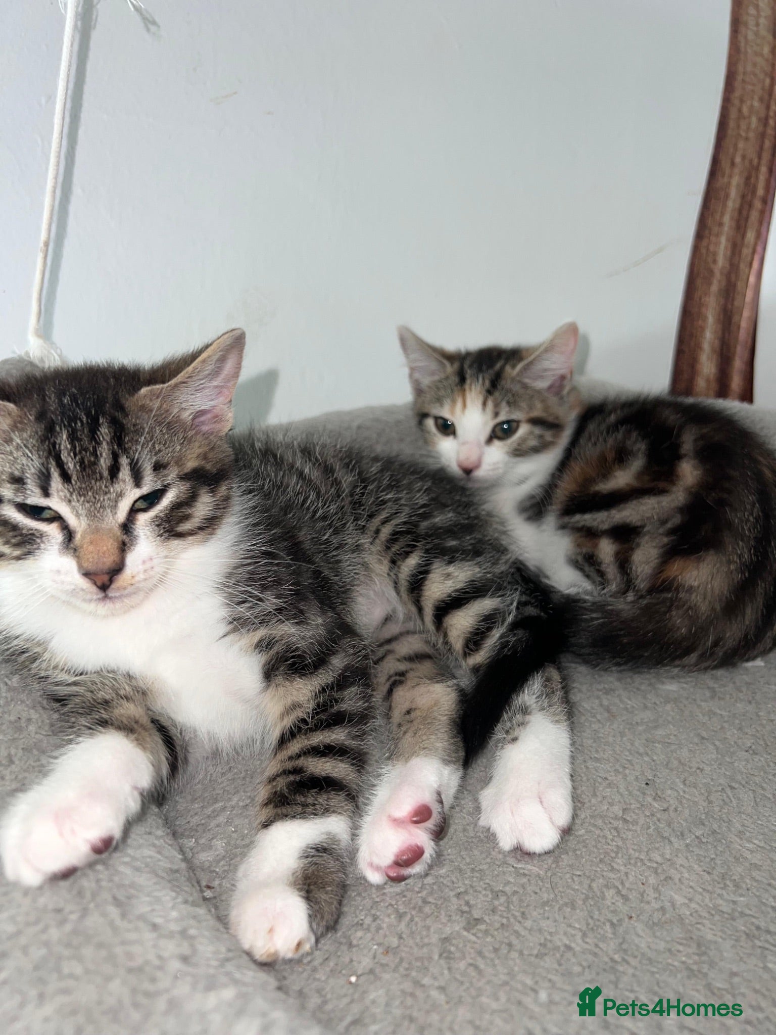 Mixed Breed cats 🩵Only Serious Buyers🩵No Deposit 🩵 - Advert 1