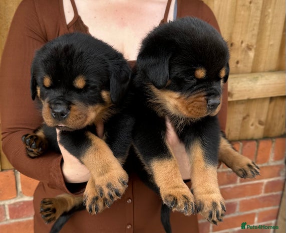 Normal Rottweiler Dog Rottweiler Puppies for sale | Pets4Homes
