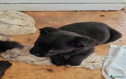 Mixed Breed dogs for sale: american akita cross puppies, 3 male 3 female - Advert 4