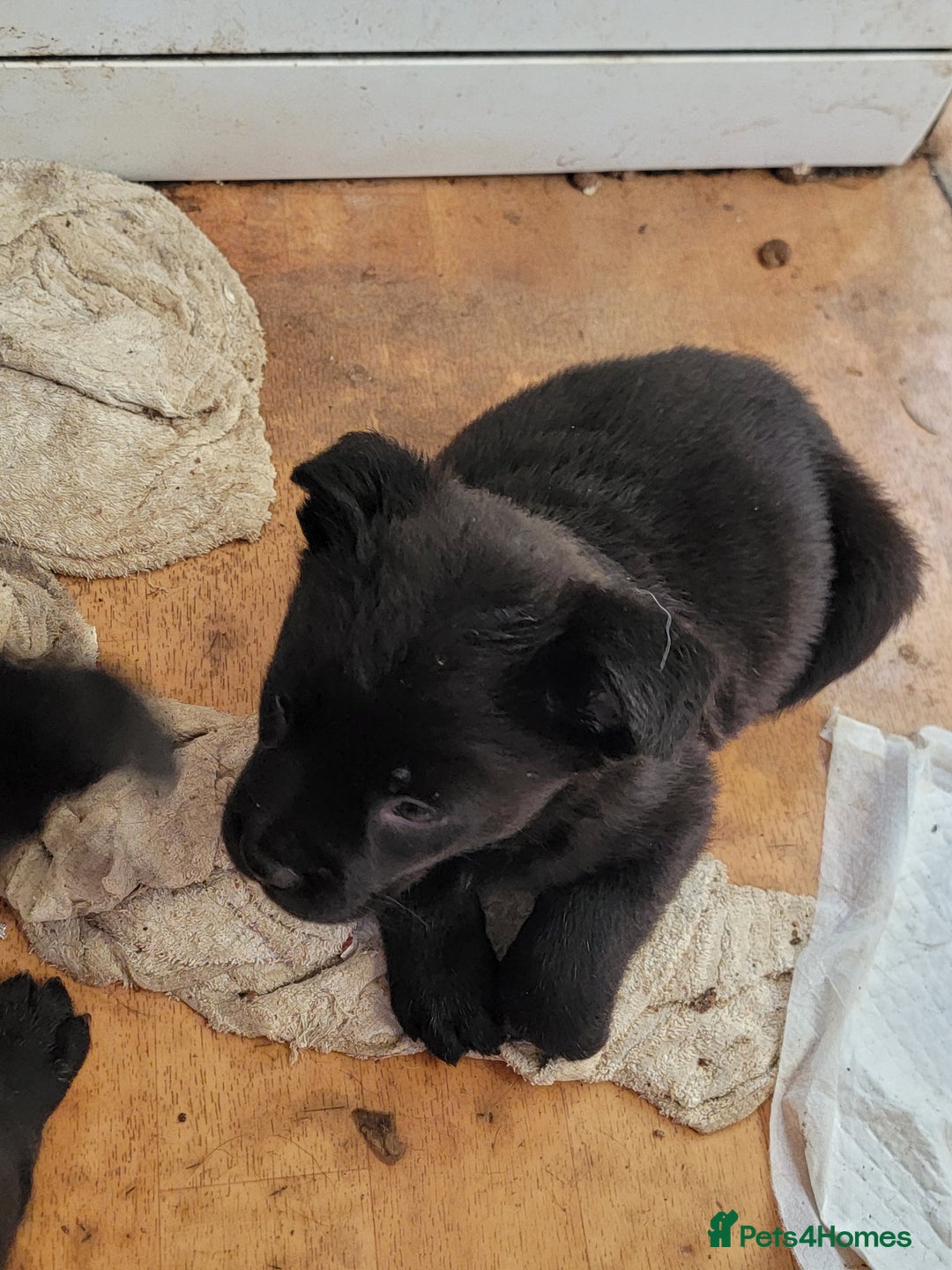 Mixed Breed dogs for sale: american akita cross puppies, 3 male 3 female - Advert 4