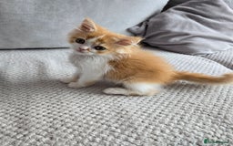 Scottish Fold cats for sale: Scottish Straight purebred kittens  - Image 22