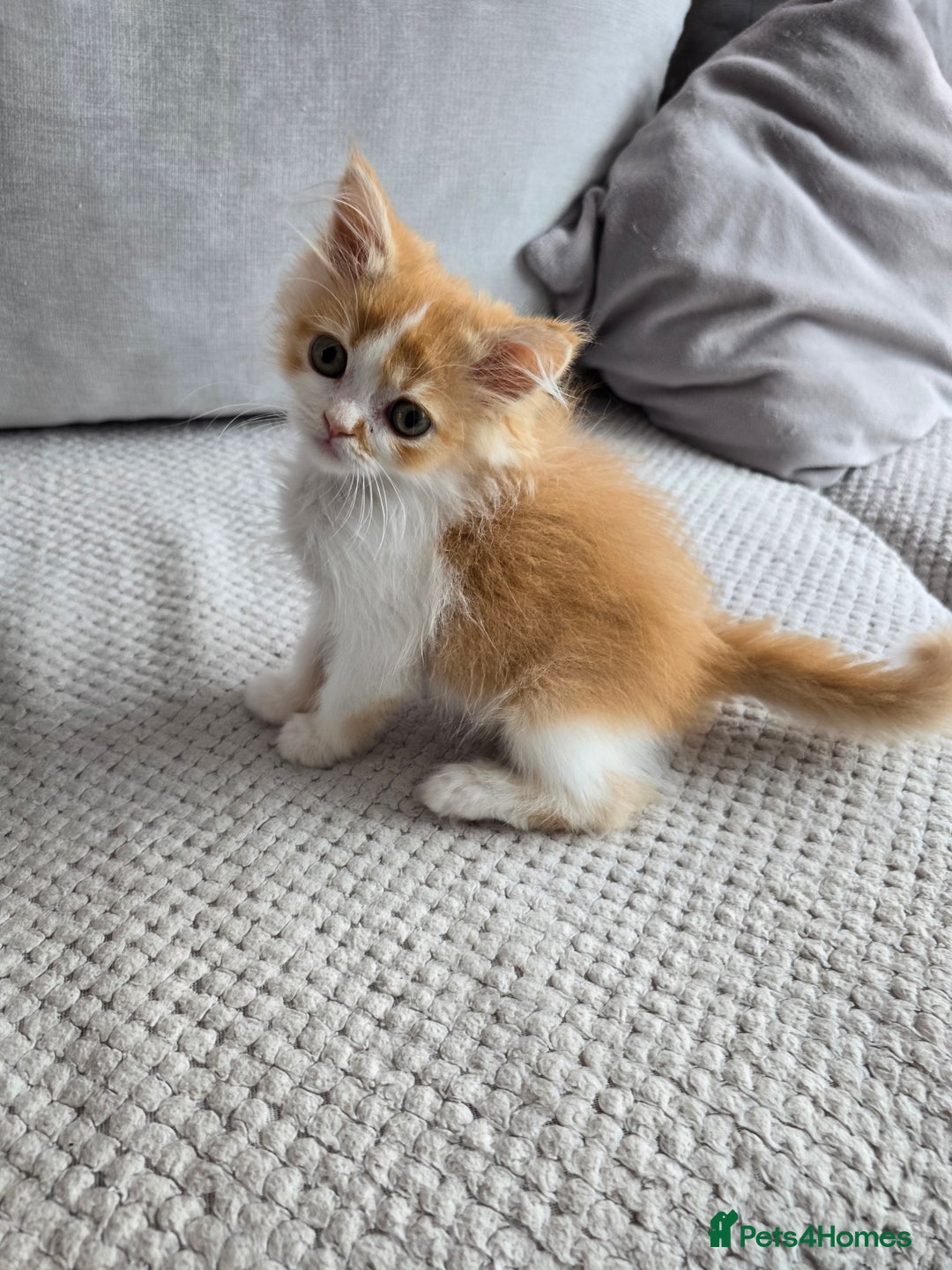 Scottish Fold cats for sale: Scottish Straight purebred kittens  - Image 22