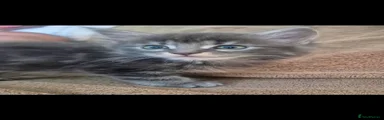 Maine Coon 3
