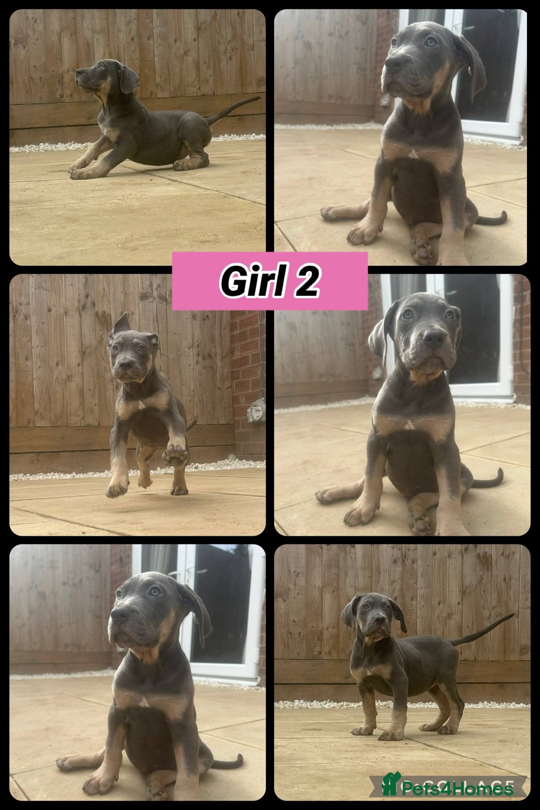 Cane Corso dogs for sale: Cane Corso, Italian mastiff pups  - Image 3
