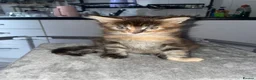 Maine Coon cats for sale: Rare Red Silver Maine Coon Kittens Available  - Advert 25